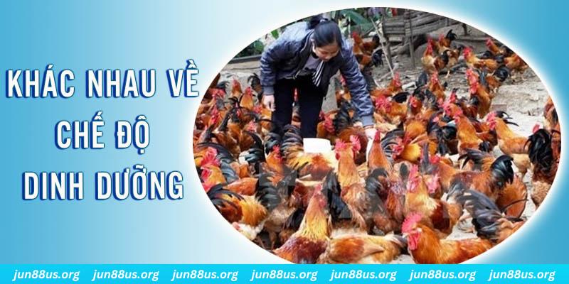 fiv88 xổ số thứ sáu hàng tuần